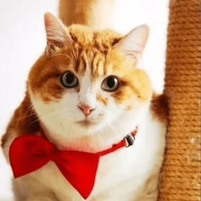 Nœud Papillon pour Chien et Chat – Classe en toutes occasions