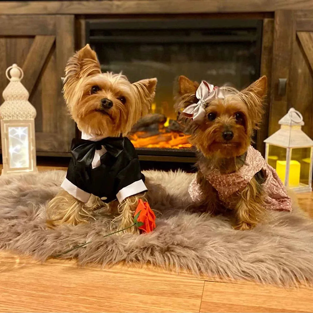Costume Smoking pour Chien – Le plus élégant de la meute
