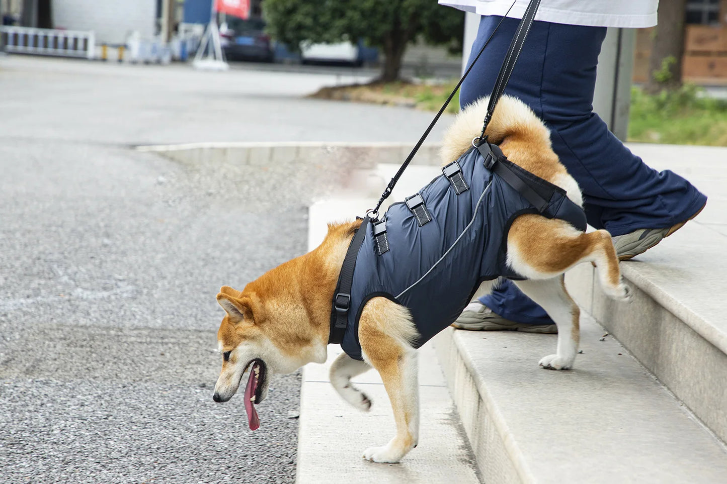 Harnais de Mobilité pour Chien – Soutien Complet 4 Pattes | Rééducation & Senior