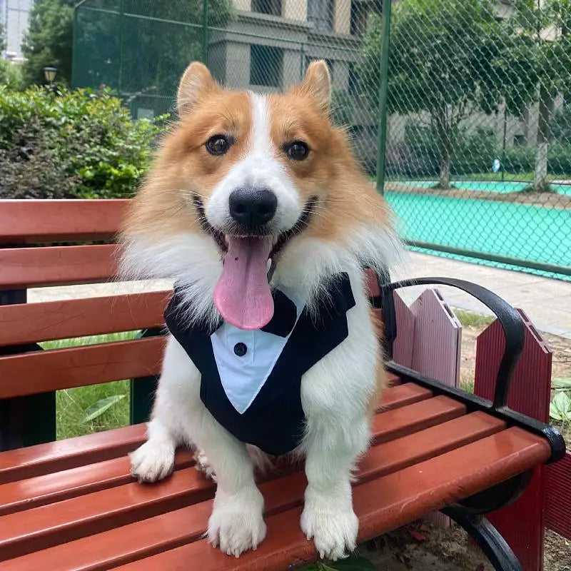 Harnais Smoking avec Nœud Papillon pour Chien