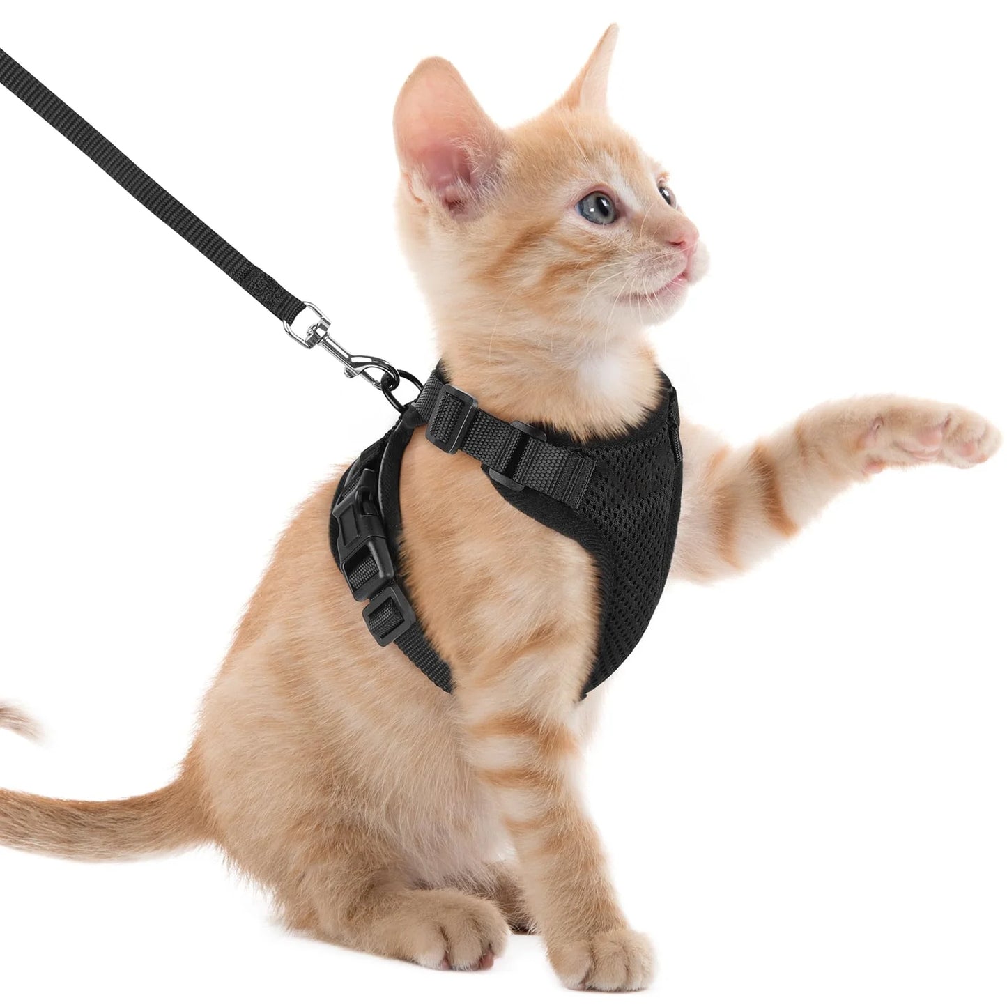 Harnais Anti-Évasion pour Chat