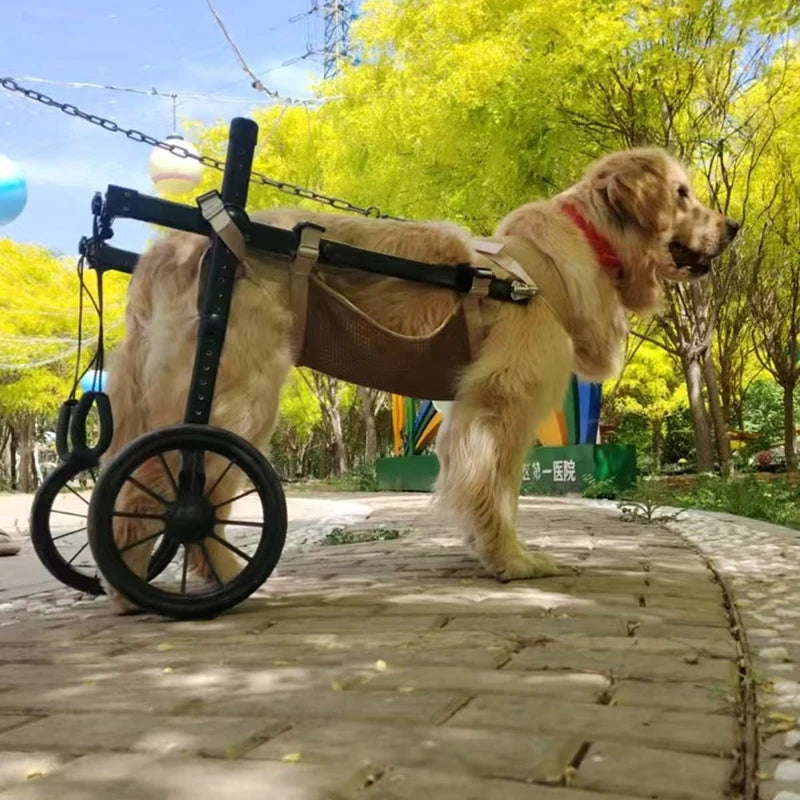 Fauteuil Roulant pour Chien – Réhabilitation Pattes Arrière, Grandes Tailles