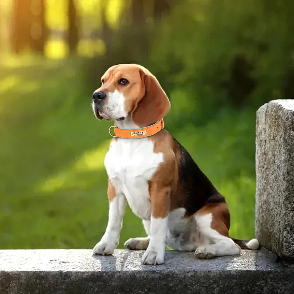Collier en Cuir PU Personnalisé pour Chien – Chic et personnalisé
