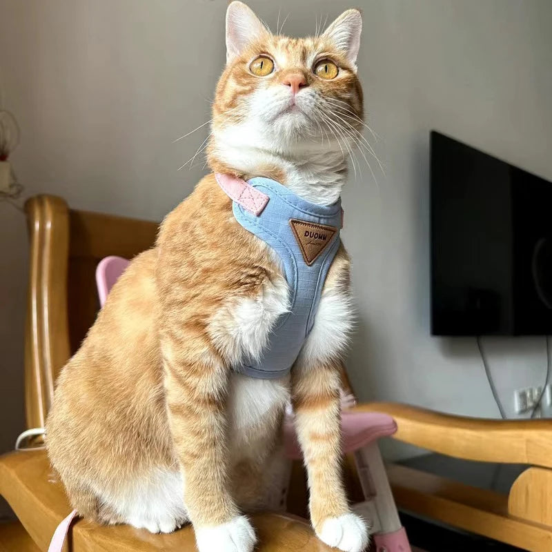Harnais et Laisse pour Chat et Petit Chien – Prêt pour la balade