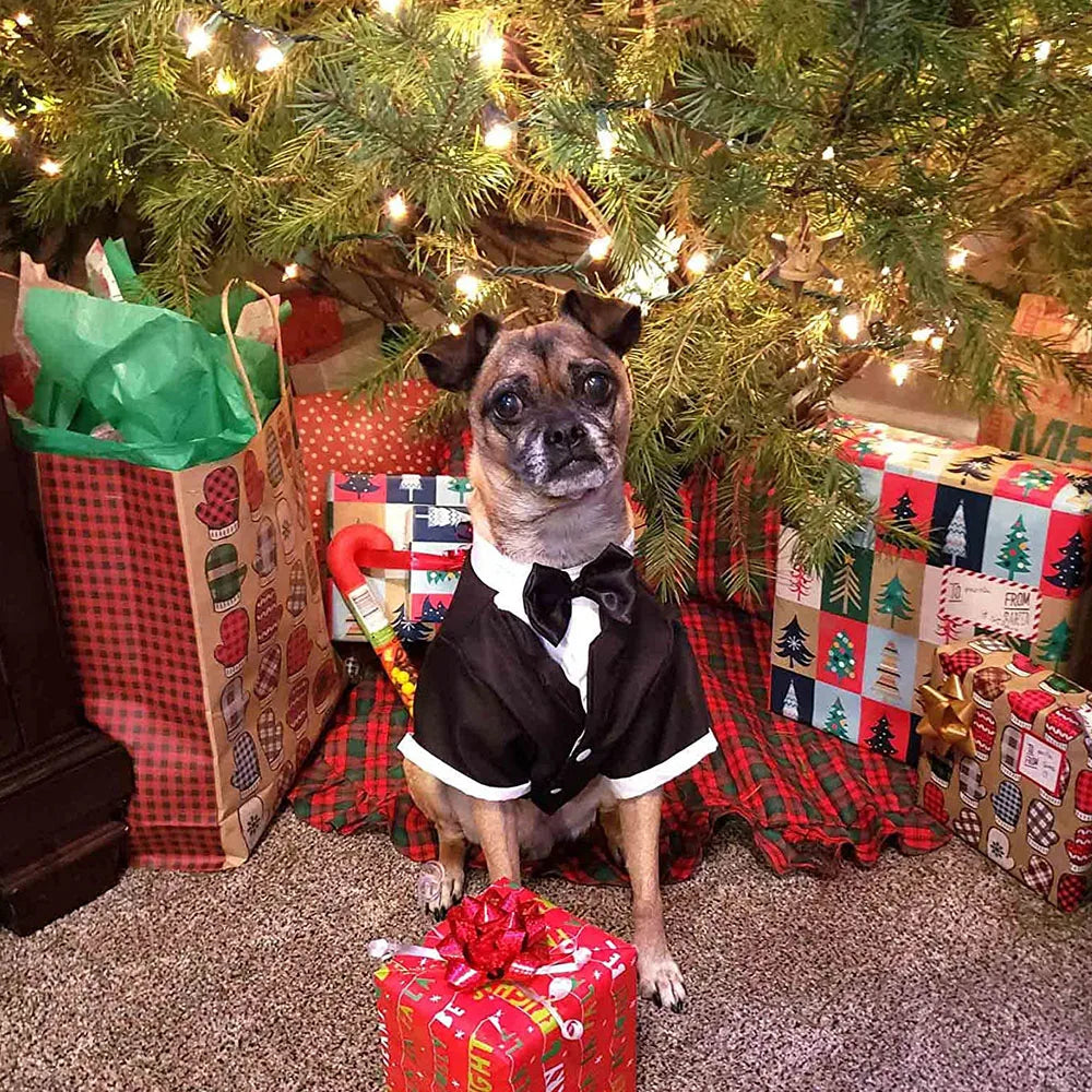 Costume Smoking pour Chien – Le plus élégant de la meute