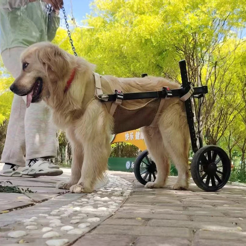 Fauteuil Roulant pour Chien – Réhabilitation Pattes Arrière, Grandes Tailles