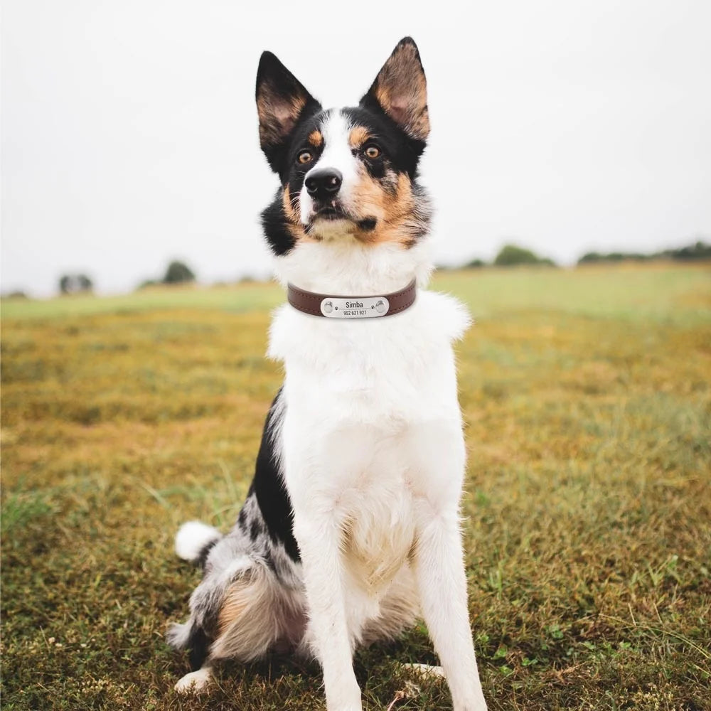 Collier en Cuir PU Personnalisé pour Chien et Chat – Pour eux deux, à leur image
