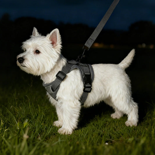 Ensemble Harnais + Laisse Réfléchissant pour Petit Chien et Chat