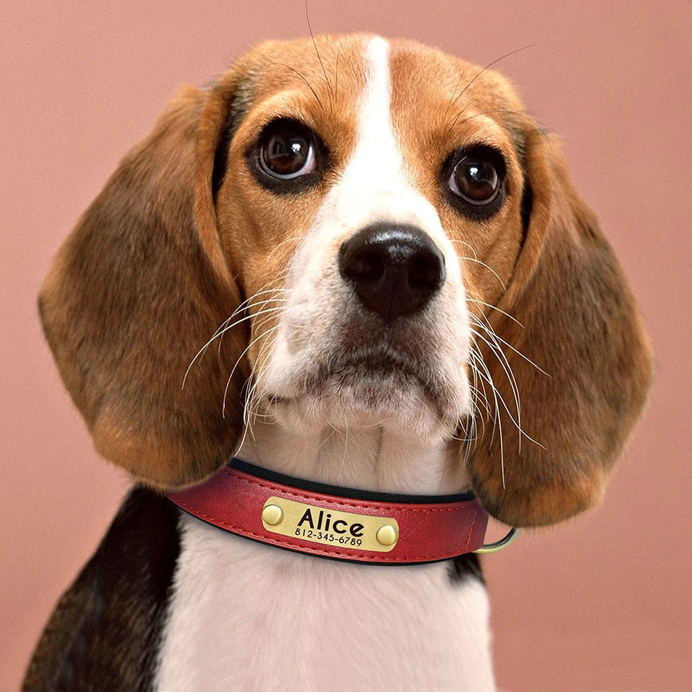 Collier en Cuir PU Personnalisé pour Chien – Chic et personnalisé