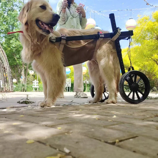 Fauteuil Roulant pour Chien – Réhabilitation Pattes Arrière, Grandes Tailles