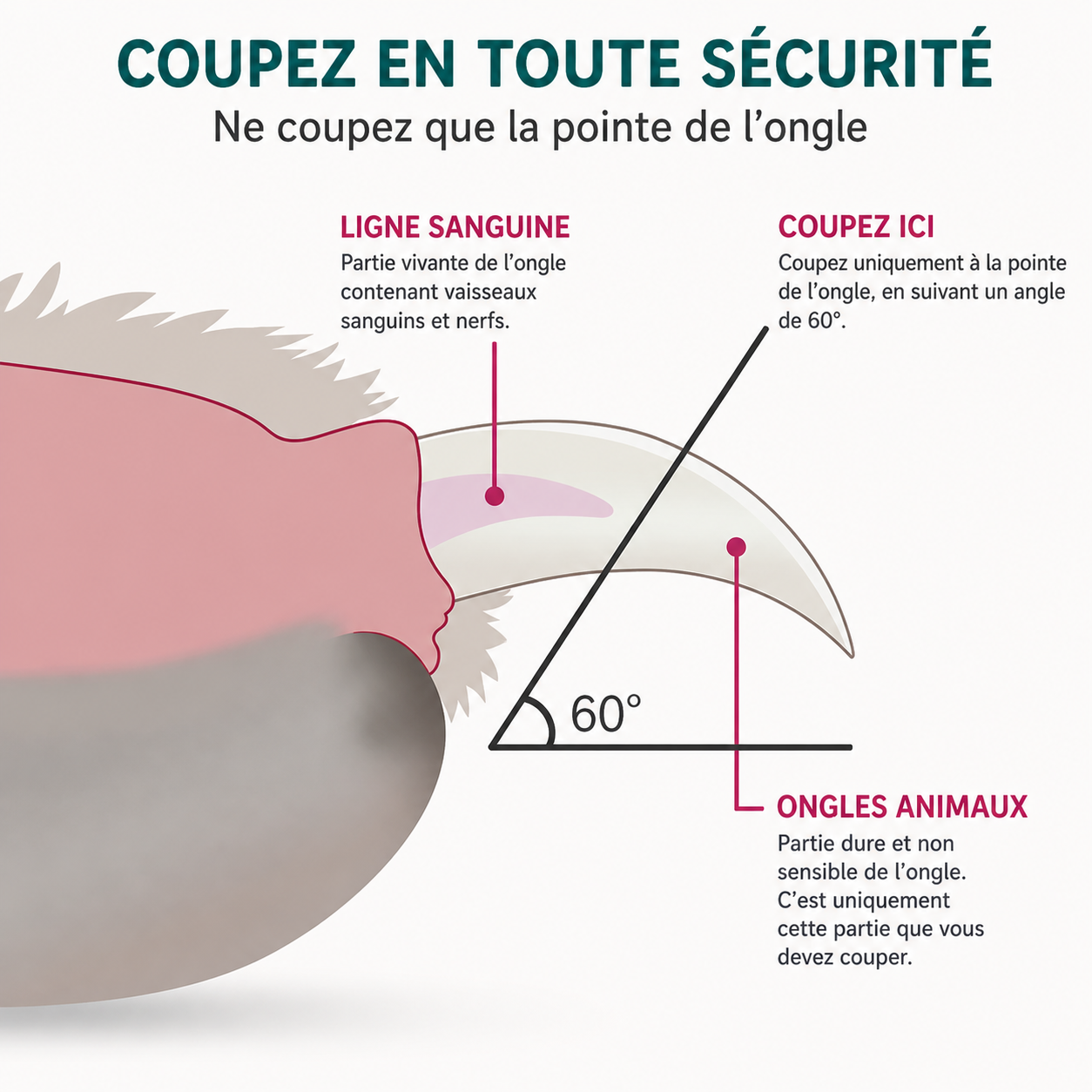 Coupe-Ongles avec Lumière LED pour Chien et Chat – Précis et sans stress