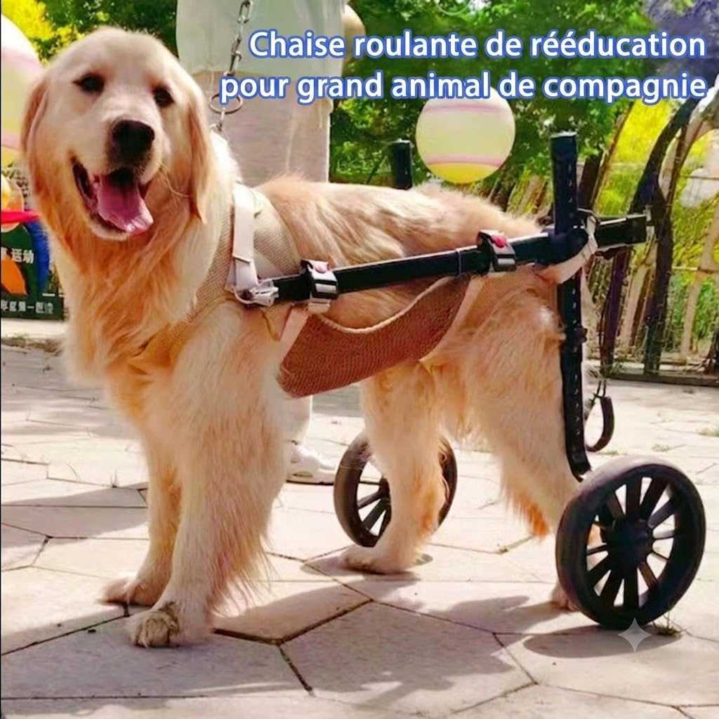 Fauteuil Roulant pour Chien – Réhabilitation Pattes Arrière, Grandes Tailles