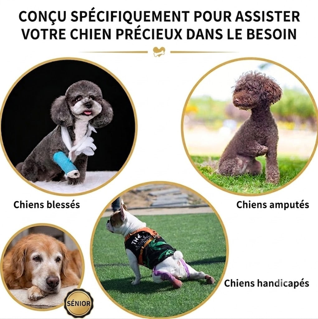 Harnais de Mobilité pour Chien – Soutien Complet 4 Pattes | Rééducation & Senior